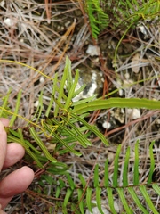Pteris longifolia