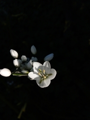 Allium neapolitanum