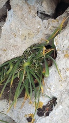 Ornithogalum fimbriatum
