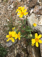 Eriophyllum ambiguum