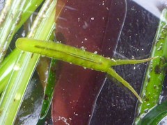 Pentidotea kirchanskii