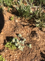 Stylocline sonorensis