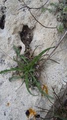 Takhtajaniantha crispa
