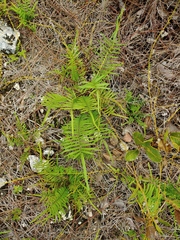 Pteris longifolia