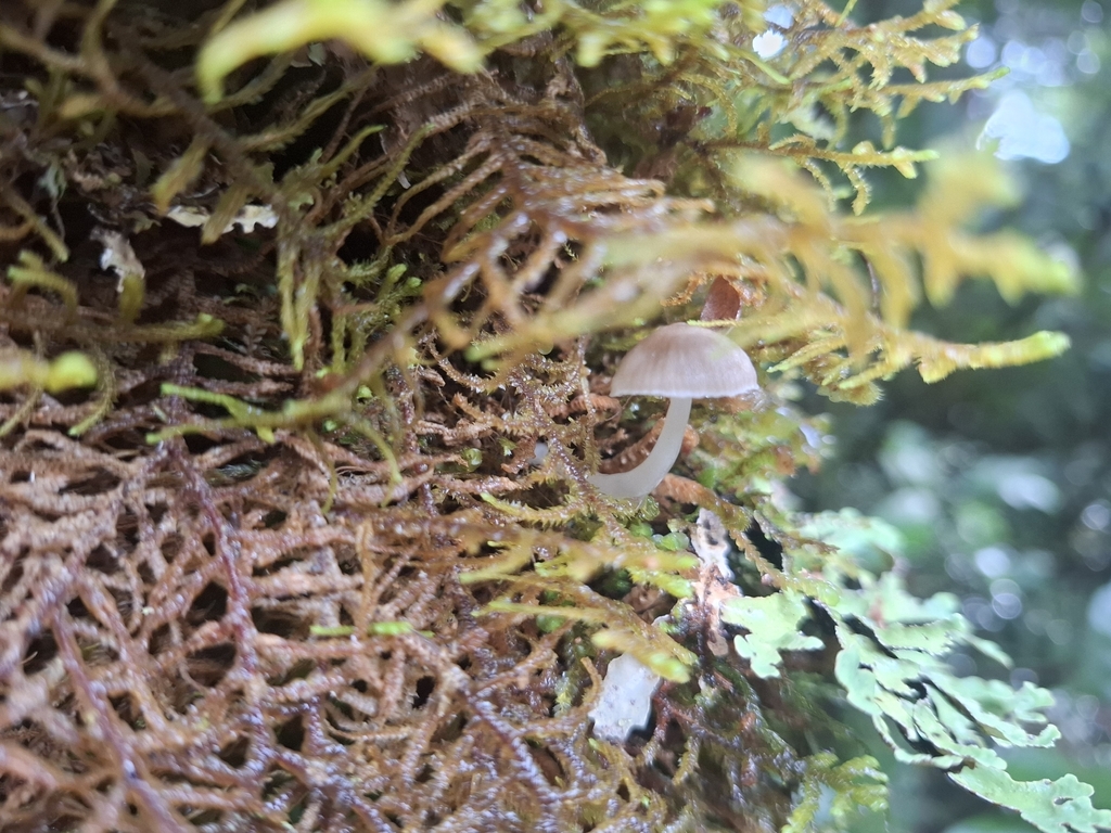 Roridomyces austrororidus · April 2026 · photo: © armillariabianca (iNaturalist, cc0)