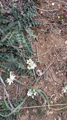 Ornithogalum fimbriatum