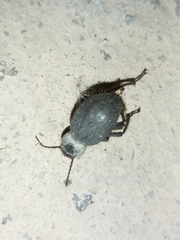 Trachyderma philistina