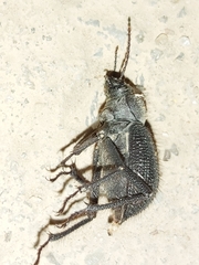 Trachyderma philistina