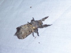 Tolype peruviana