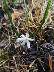 Androstephium coeruleum