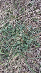 Sanguisorba minor balearica