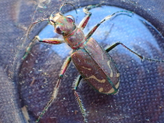 Cicindela tranquebarica vibex