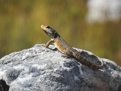Pseudocordylus microlepidotus