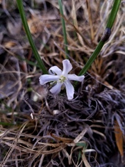 Androstephium coeruleum