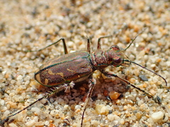 Cicindela tranquebarica vibex