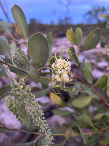 Grevillea agrifolia microcarpa