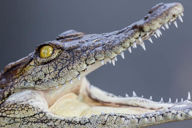 Cocodrilo del Nilo (Crocodylus niloticus) · iNaturalist Ecuador