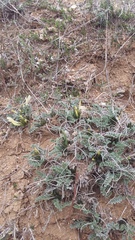 Astragalus rupifragus