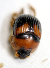 Bolbocerosoma hamatum