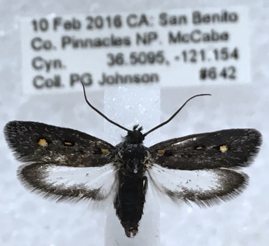 Ethmia coquillettella