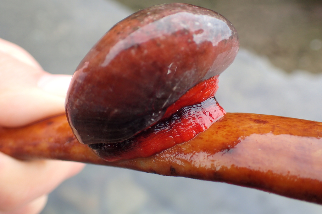 Norris's Topsnail