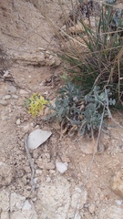 Matthiola odoratissima