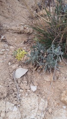 Matthiola odoratissima