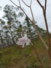 Tabebuia bahamensis