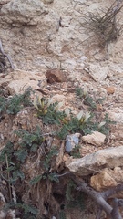 Astragalus rupifragus