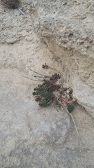 Euphorbia petrophila