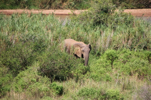 African Savanna Elephant