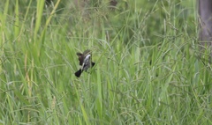 Sporophila lineola