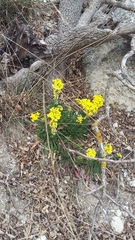 Erysimum cuspidatum