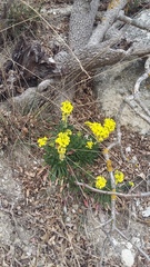 Erysimum cuspidatum