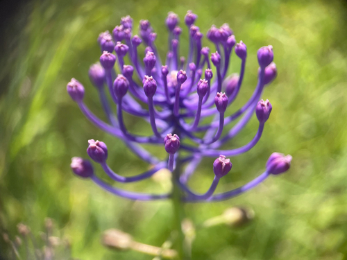 Tassel Hyacinth