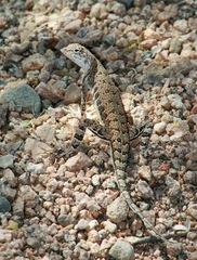 Callisaurus draconoides ventralis