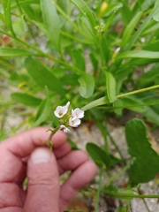 Cakile lanceolata