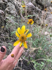 Eriophyllum ambiguum