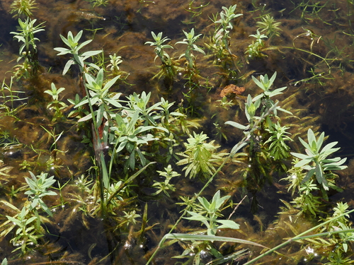 Limnophila chinensis