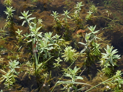 Limnophila chinensis
