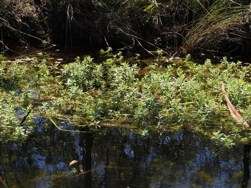 Limnophila chinensis, photograph 1