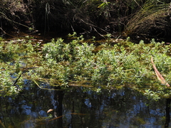 (c) Thomas Mesaglio, some rights reserved (CC BY) Limnophila chinensis, photograph (c) Thomas Mesaglio, some rights reserved (CC BY)