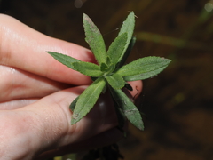 (c) Thomas Mesaglio, some rights reserved (CC BY) Limnophila chinensis, photograph (c) Thomas Mesaglio, some rights reserved (CC BY)