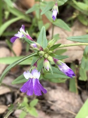 Collinsia violacea