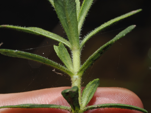 Limnophila chinensis, photograph 3