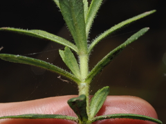 (c) Thomas Mesaglio, some rights reserved (CC BY) Limnophila chinensis, photograph (c) Thomas Mesaglio, some rights reserved (CC BY)