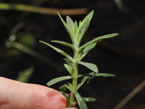 Limnophila chinensis, photograph 4