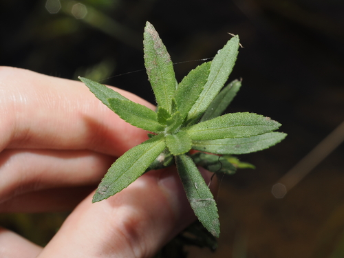 Limnophila chinensis, photograph 5