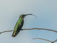 Anthracothorax dominicus