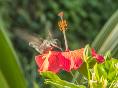 Anthracothorax dominicus